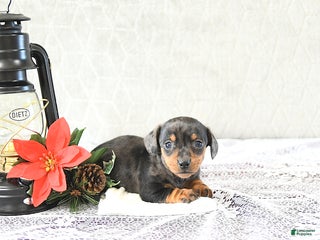 Miniature Dachshund dogs Mia - Ad 24
