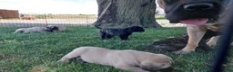 English Mastiff dogs for sale: Millie - Ad 6
