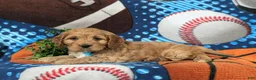 Cockapoo dogs for sale: Donegan - Ad 5