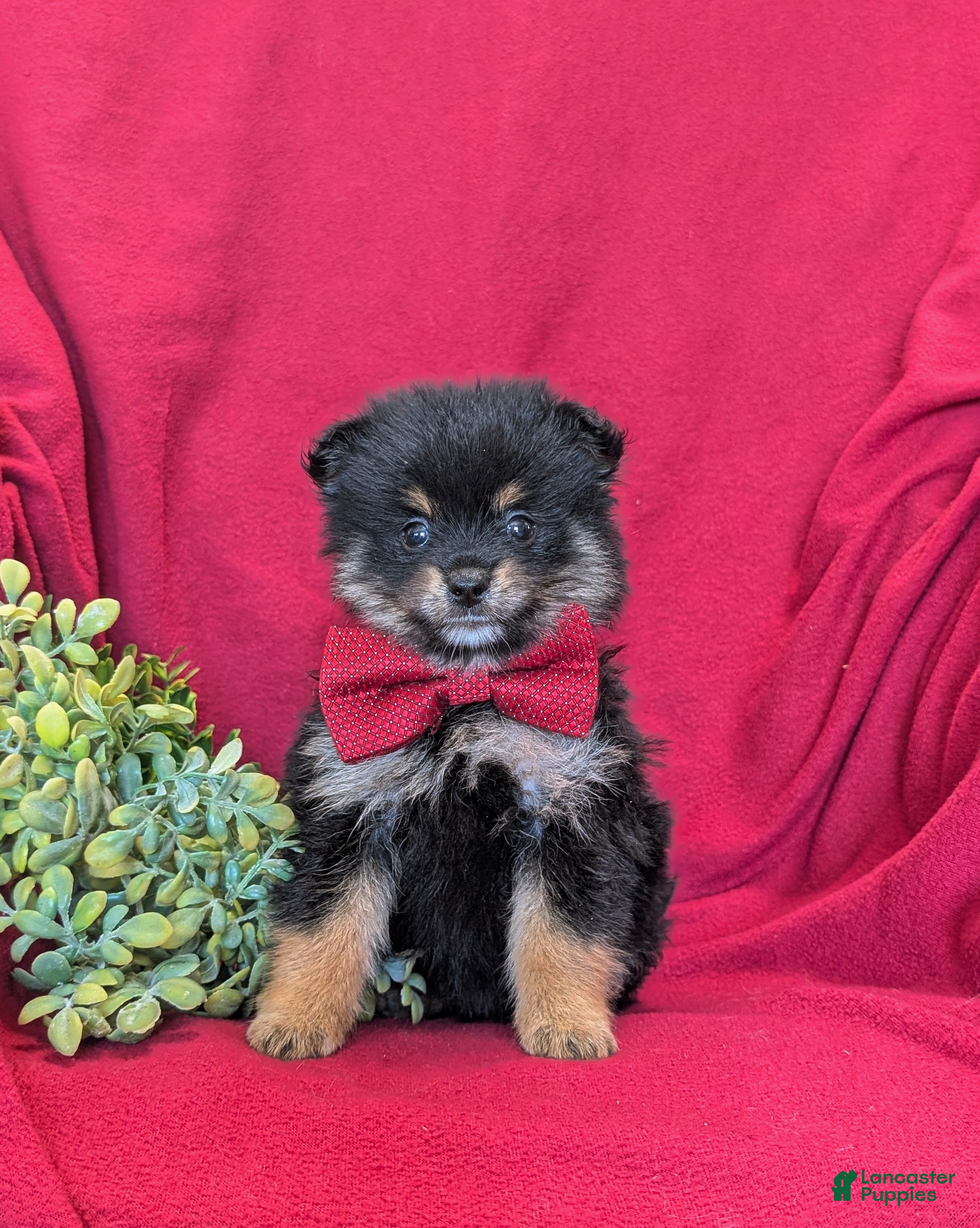Pomeranian dogs Bosley - Ad 2