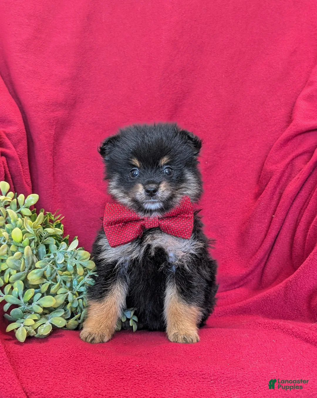 Pomeranian dogs for sale: Bosley - Ad 2
