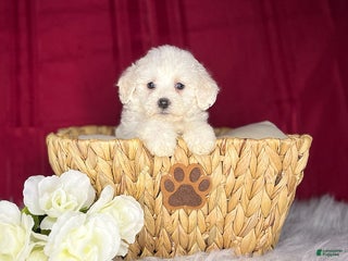 Bichon Frise dogs Snowball - Ad 11