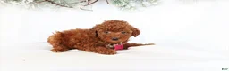Miniature Poodle dogs for sale: Luna - Ad 4