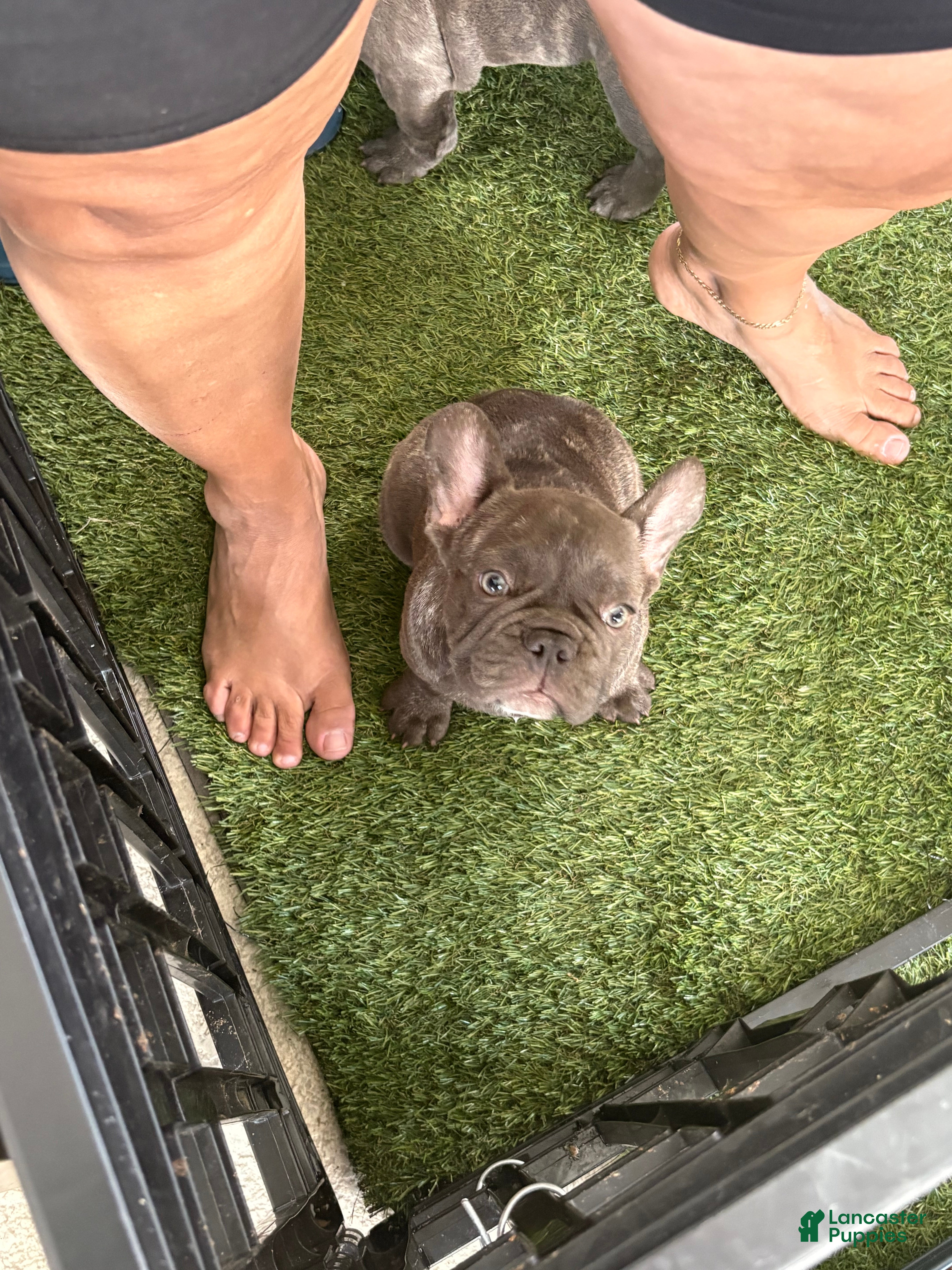 French Bulldog dogs for sale: Lily - Ad 2