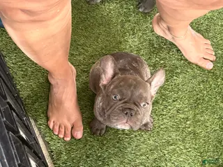 French Bulldog dogs for sale: Lily - Ad 2
