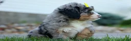 Mini Bernedoodle dogs for sale: 🐾 Peaches 🐾 - Ad 10