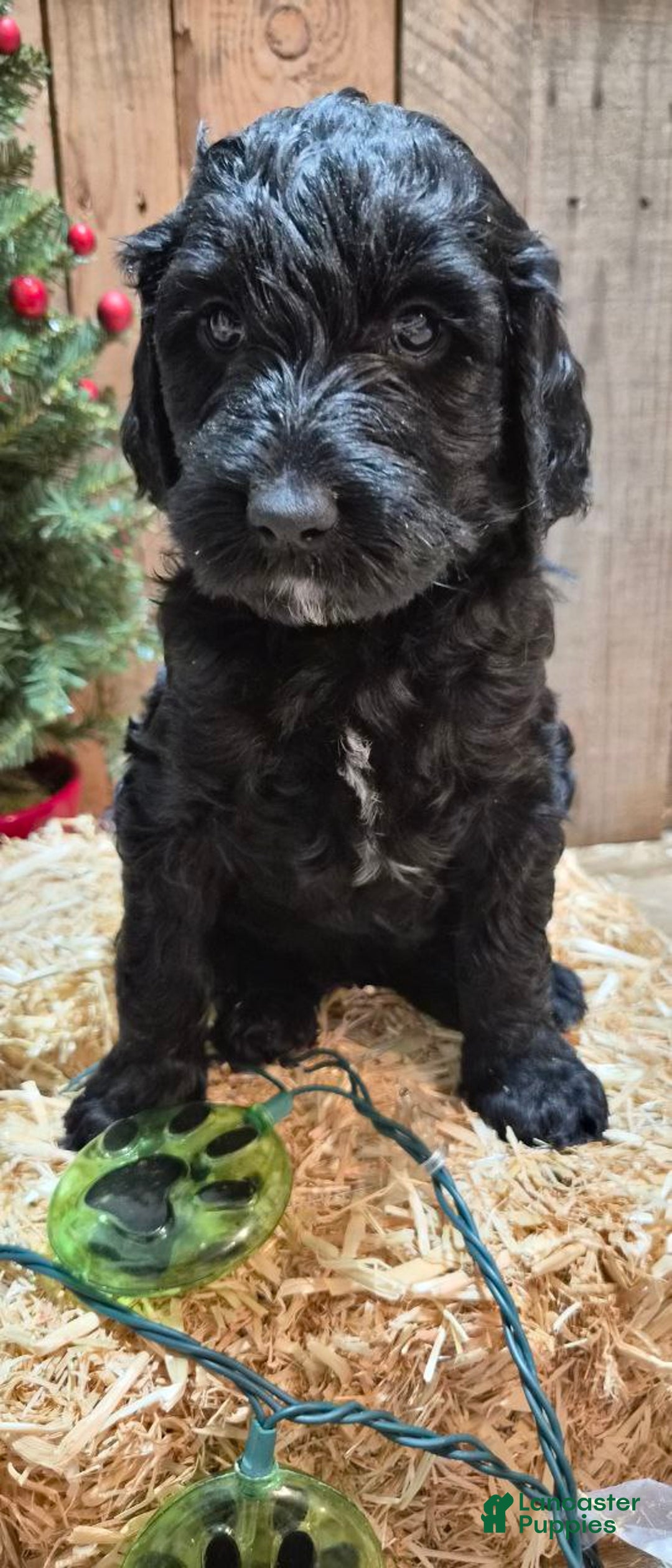 Goldendoodle dogs for sale: Luna  - Ad 2