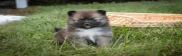 Pomeranian dogs for sale: Daphne Pomeranian  - Ad 4