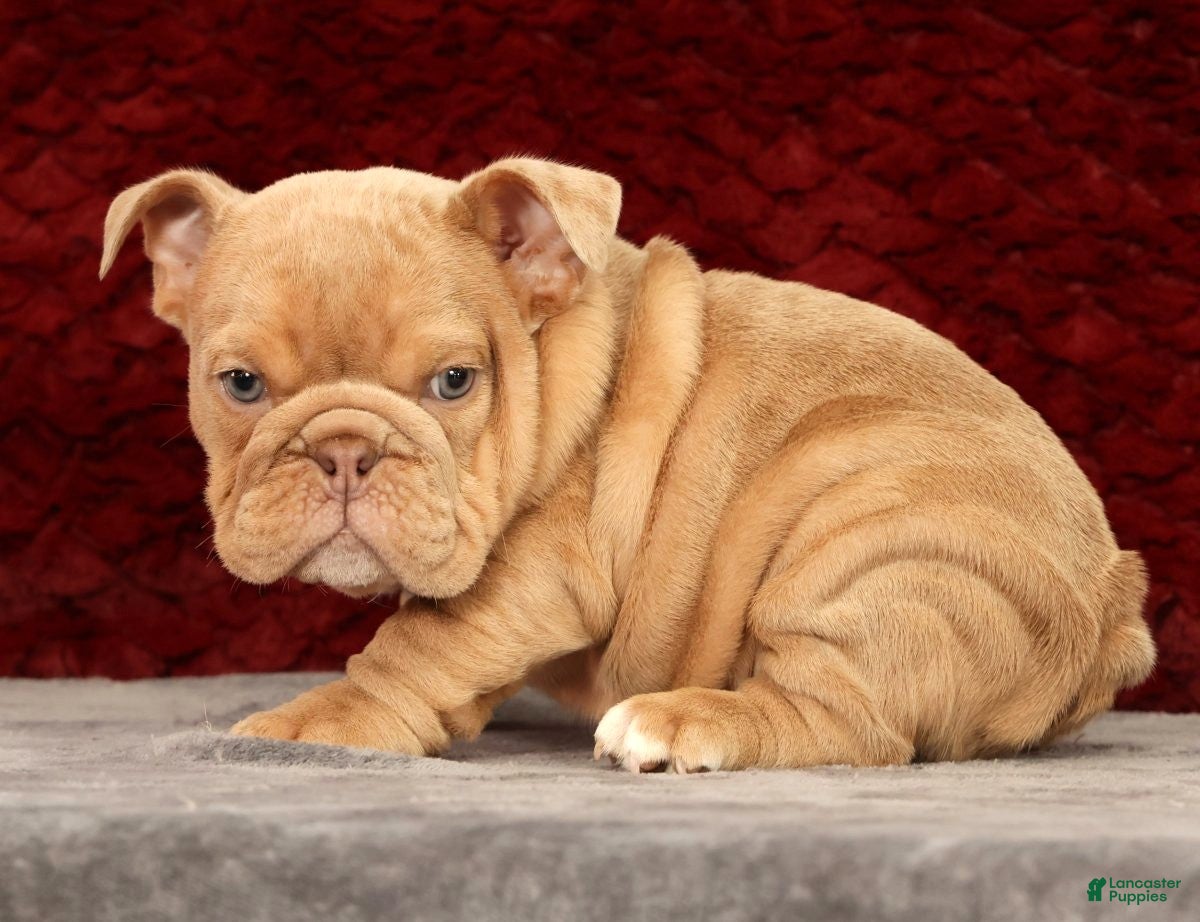 English Bulldog dogs for sale: Gus - Ad 7