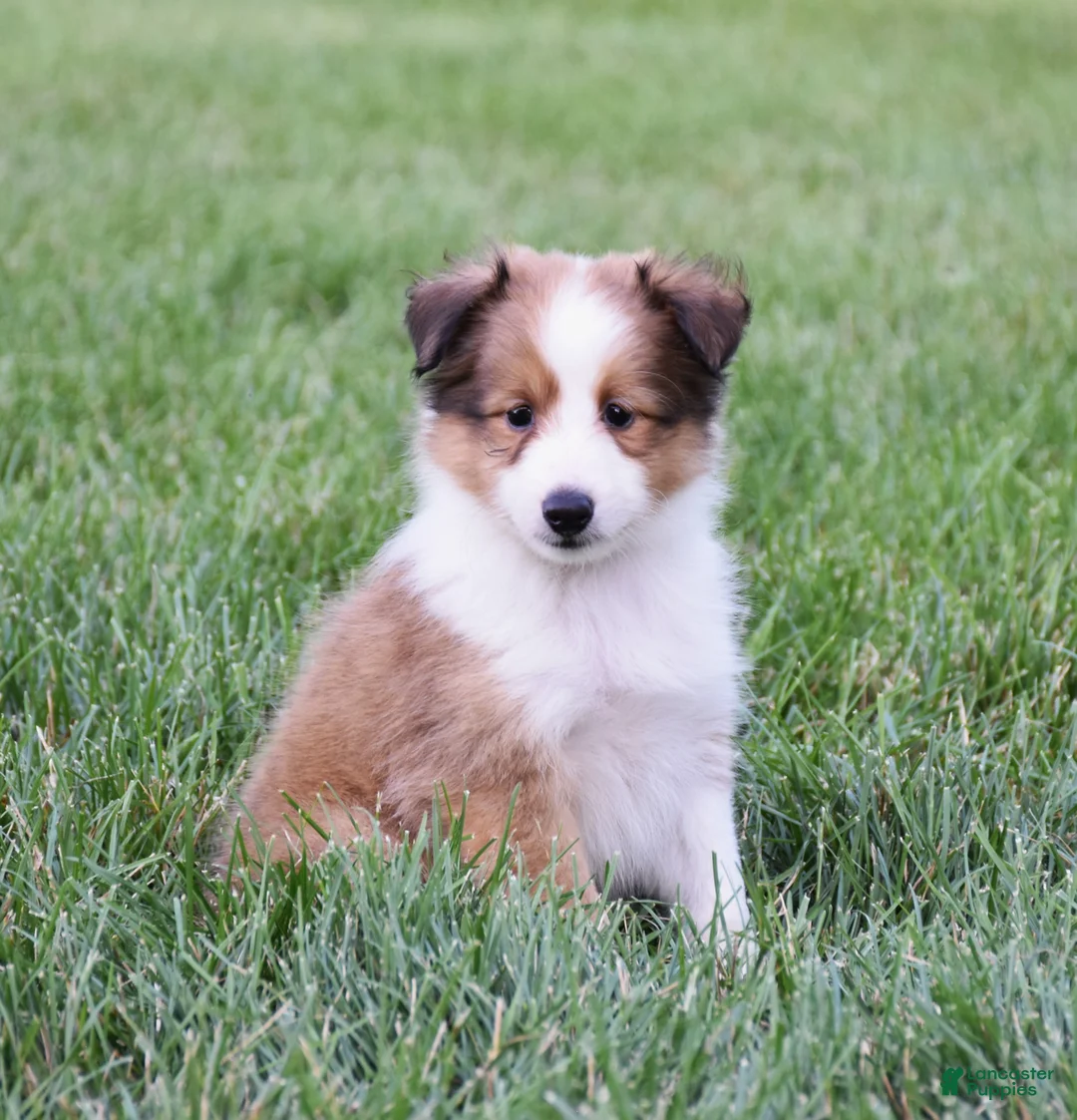 Shetland Sheepdog dogs for sale: Nelly - Ad 1