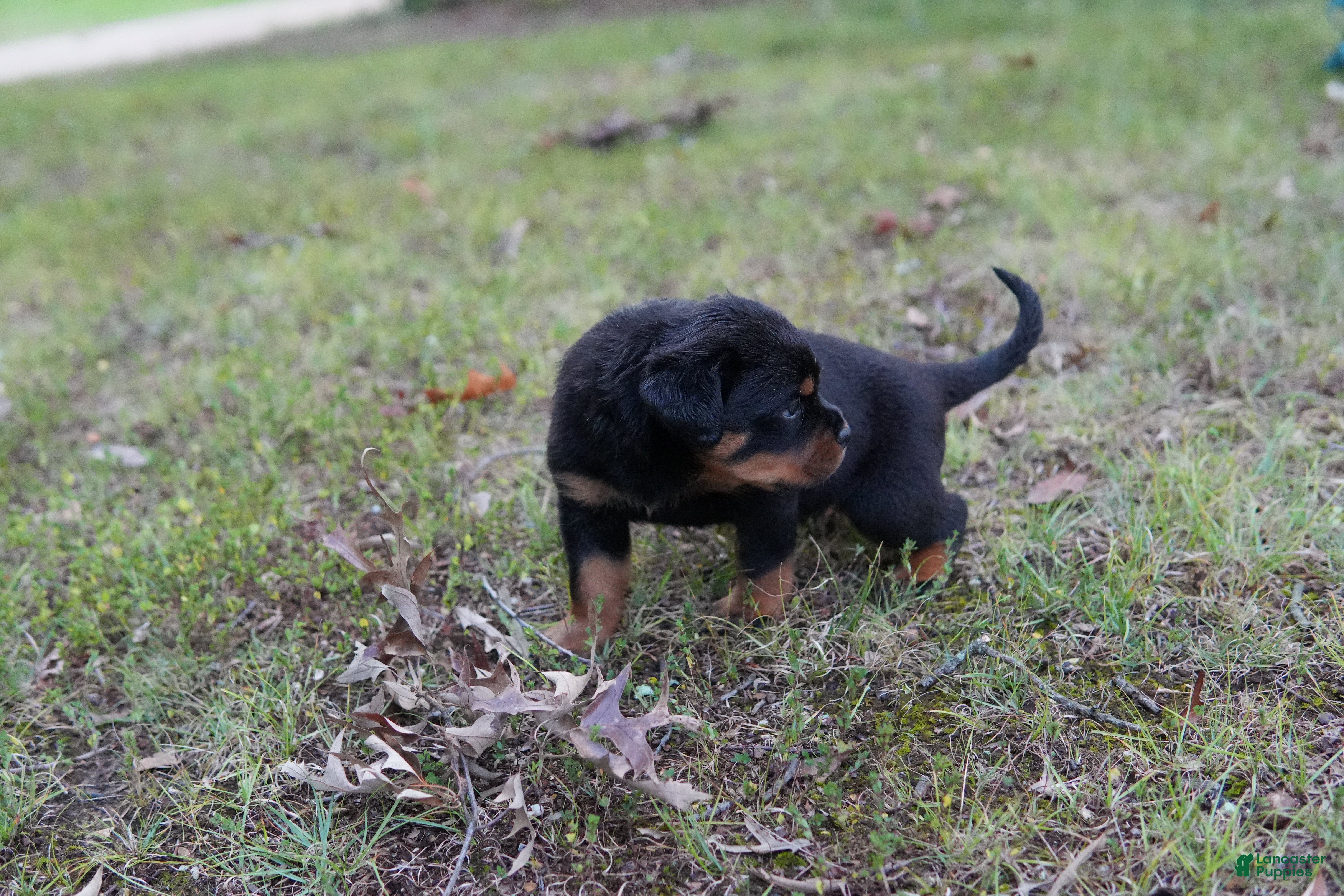 Rottweiler dogs Rottweiler 5 - Ad 11