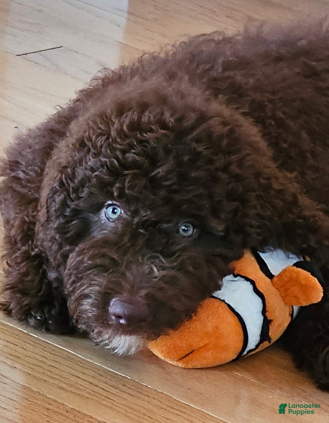 Bernedoodle dogs Rylie - Ad 1