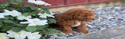 Toy Poodle dogs for sale: Pepper - Ad 10