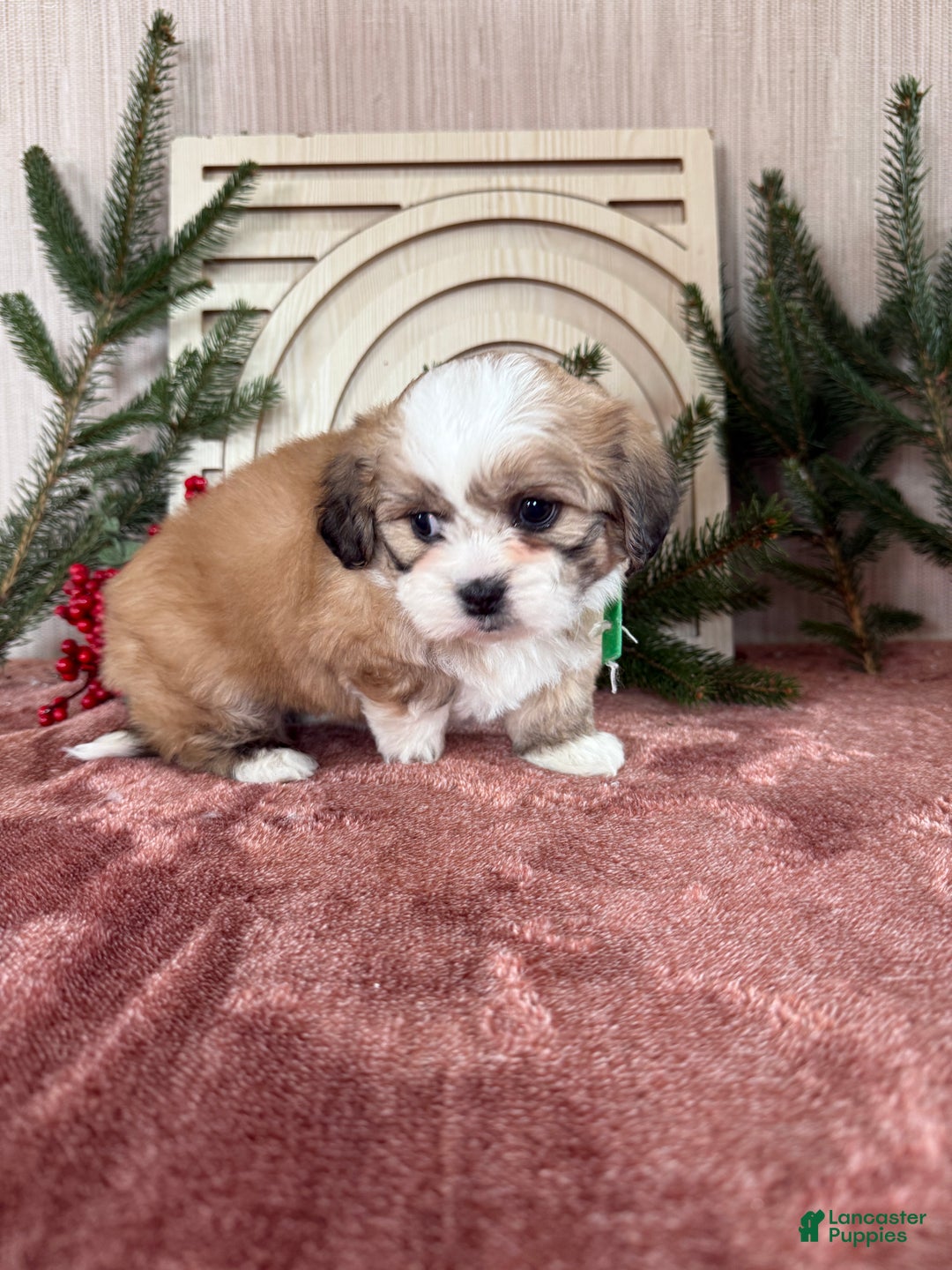 Teddy Bear dogs for sale: Sara - Ad 13