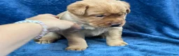 Labrador Retriever dogs for sale: Female #4 aka fourth born pup - Ad 3