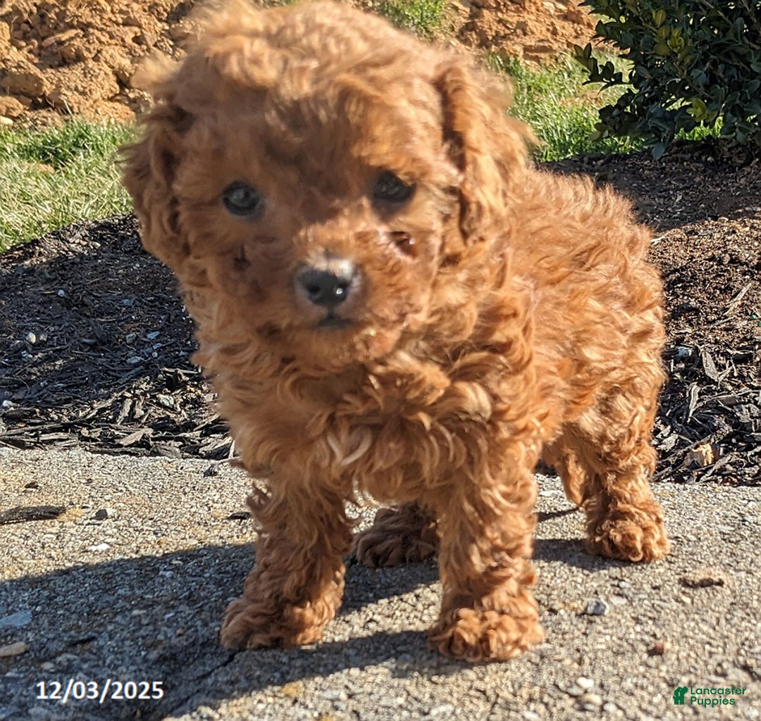 Miniature Poodle dogs for sale: Cupcake - Ad 2