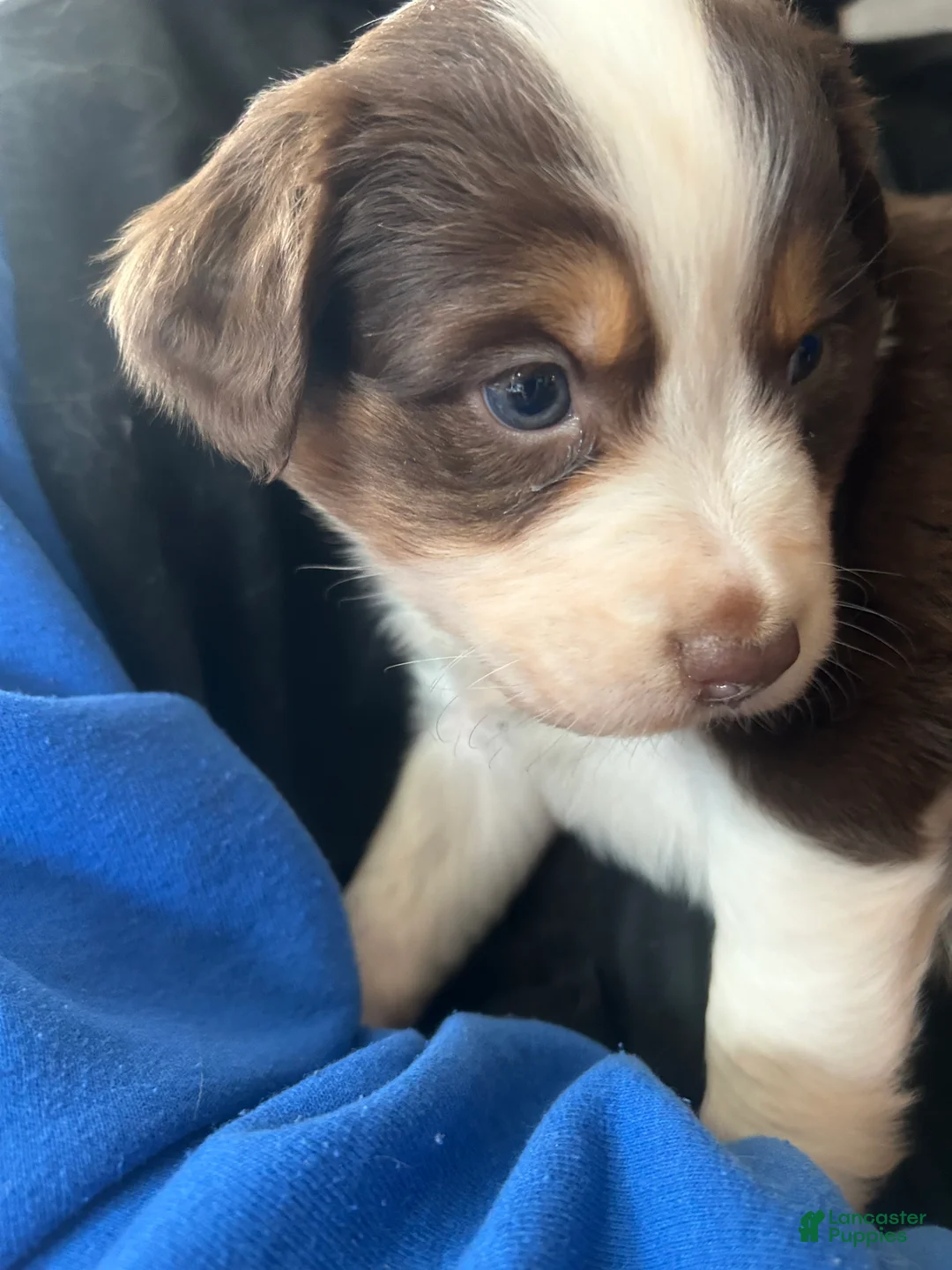 Australian Shepherd dogs for sale: Bridget Bishop - Ad 2