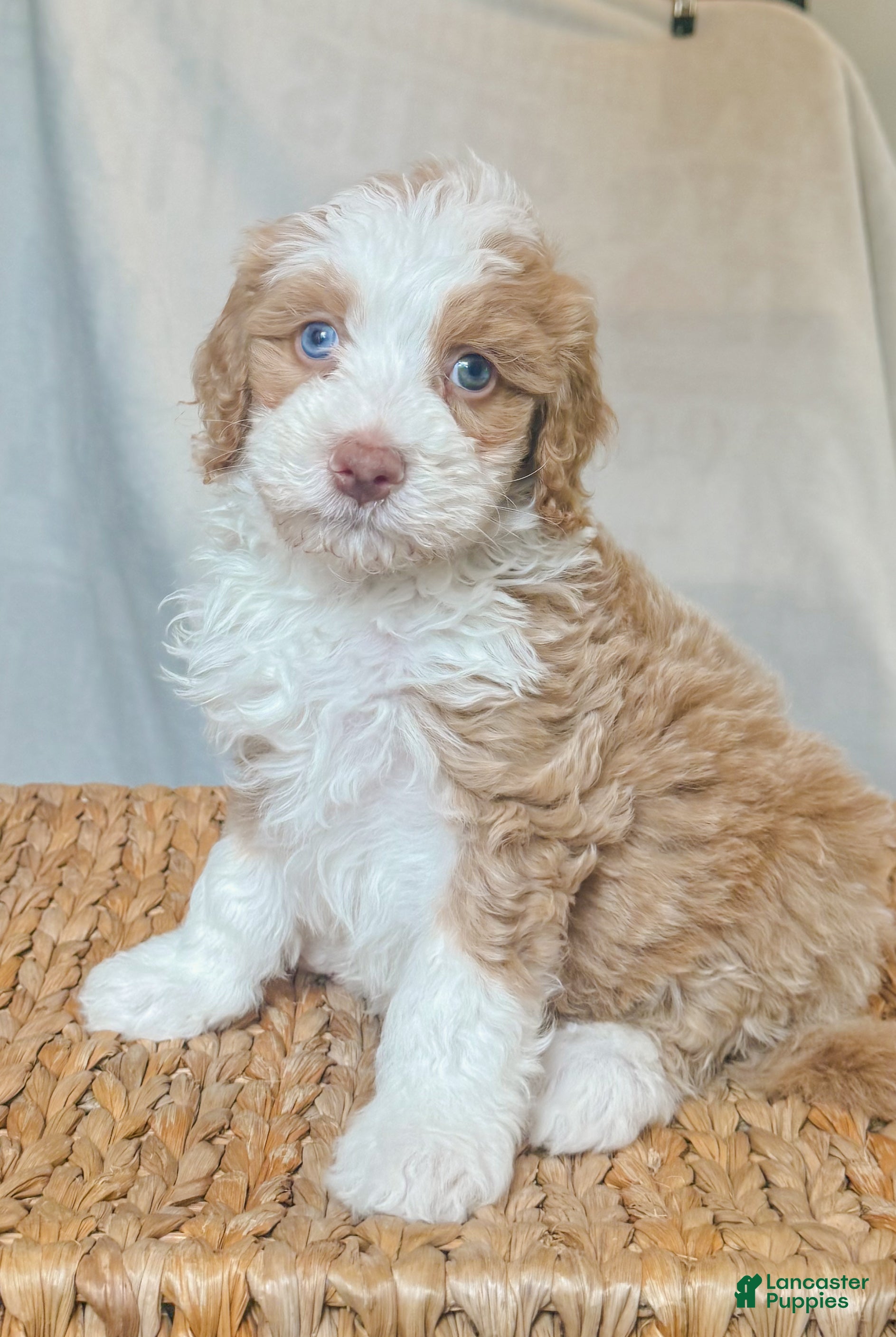 Bernedoodle dogs Champ - Ad 17