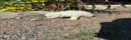 German Shepherd dogs for sale: Hazel - Ad 4