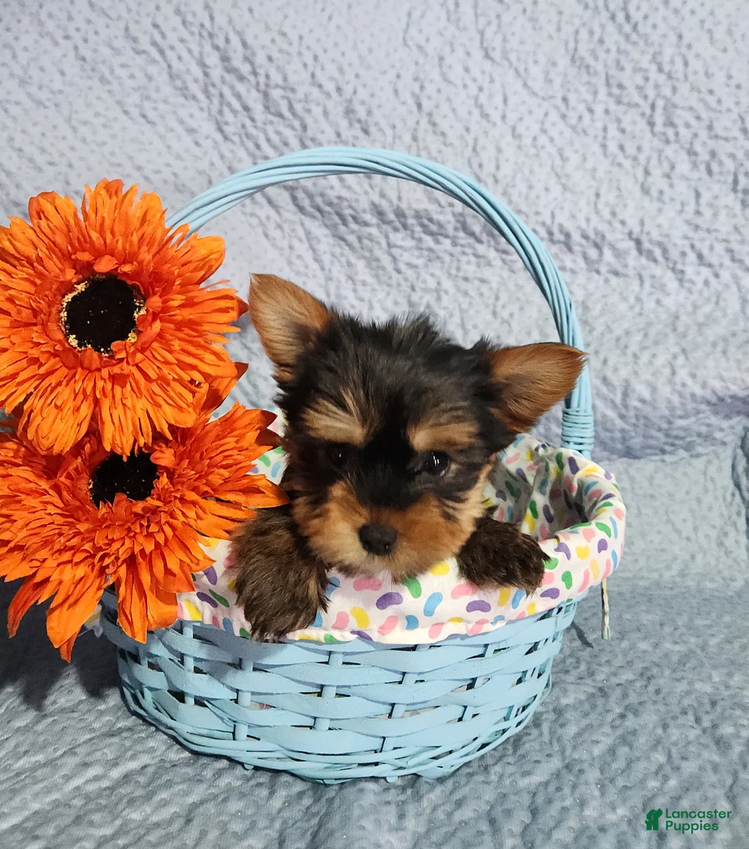 Yorkshire Terrier dogs for sale: Sammi - Ad 2