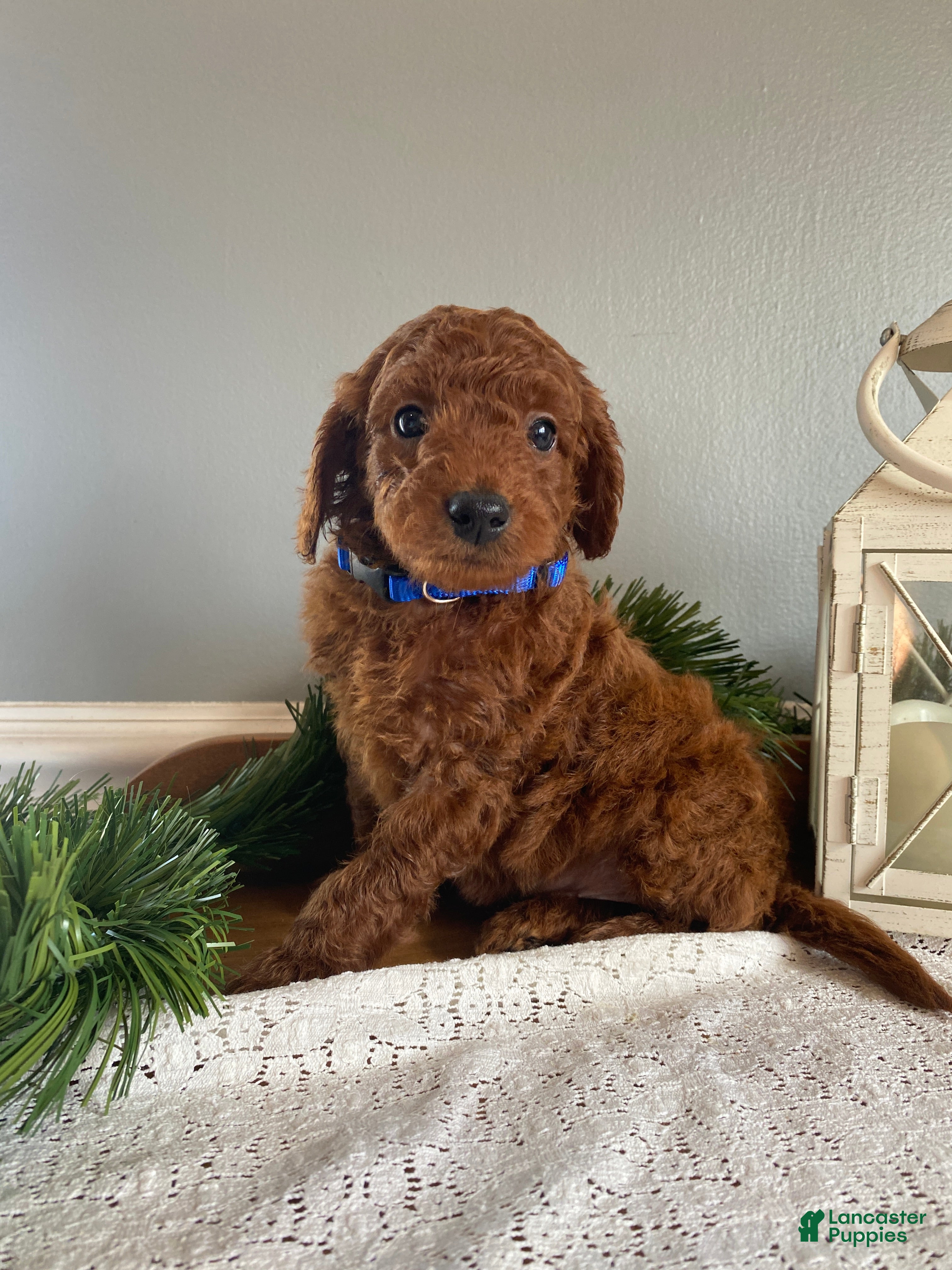 Mixed Breed dogs Gabe - Ad 14