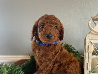 Mixed Breed dogs Gabe - Ad 25