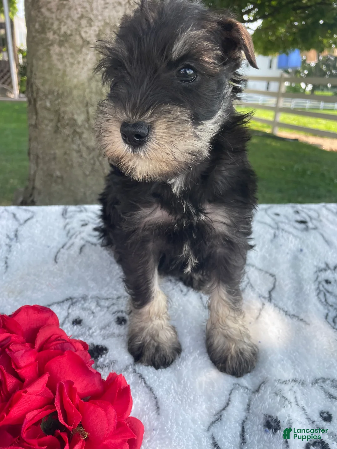 Miniature Schnauzer dogs for sale: Matilda - Ad 2