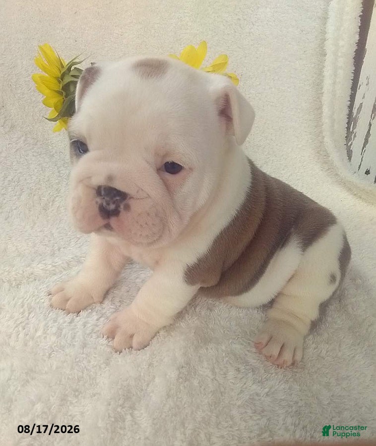 Olde English Bulldogge dogs Sally - Ad 1