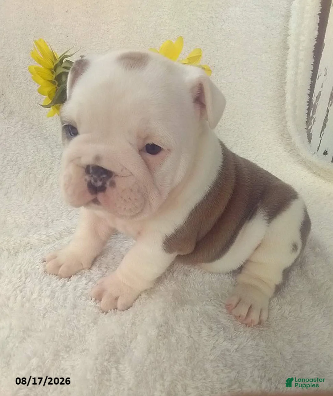 Olde English Bulldogge dogs for sale: Sally - Ad 1