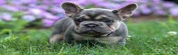 French Bulldog dogs for sale: Finley 🐶 - Ad 12