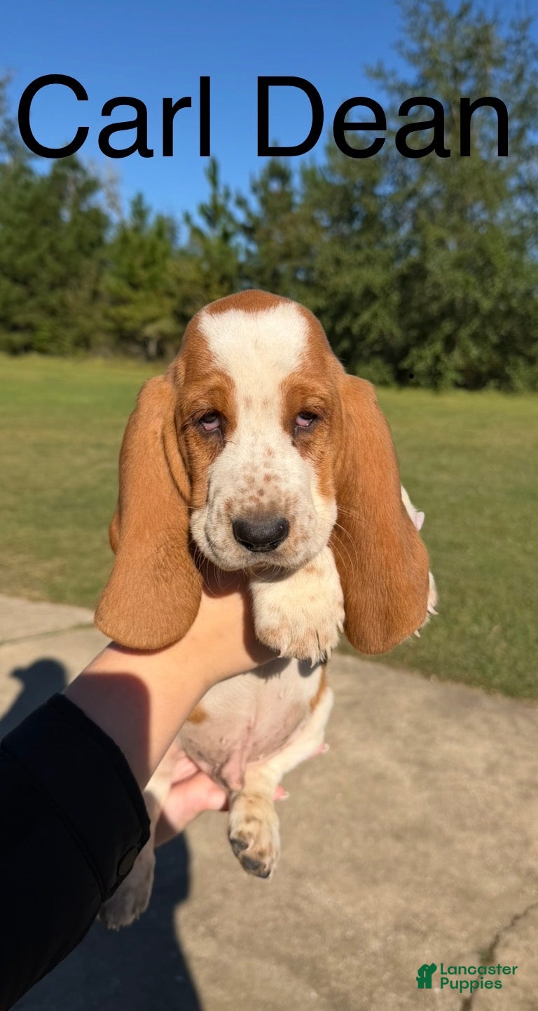 Basset Hound dogs for sale: Carl Dean - Ad 2