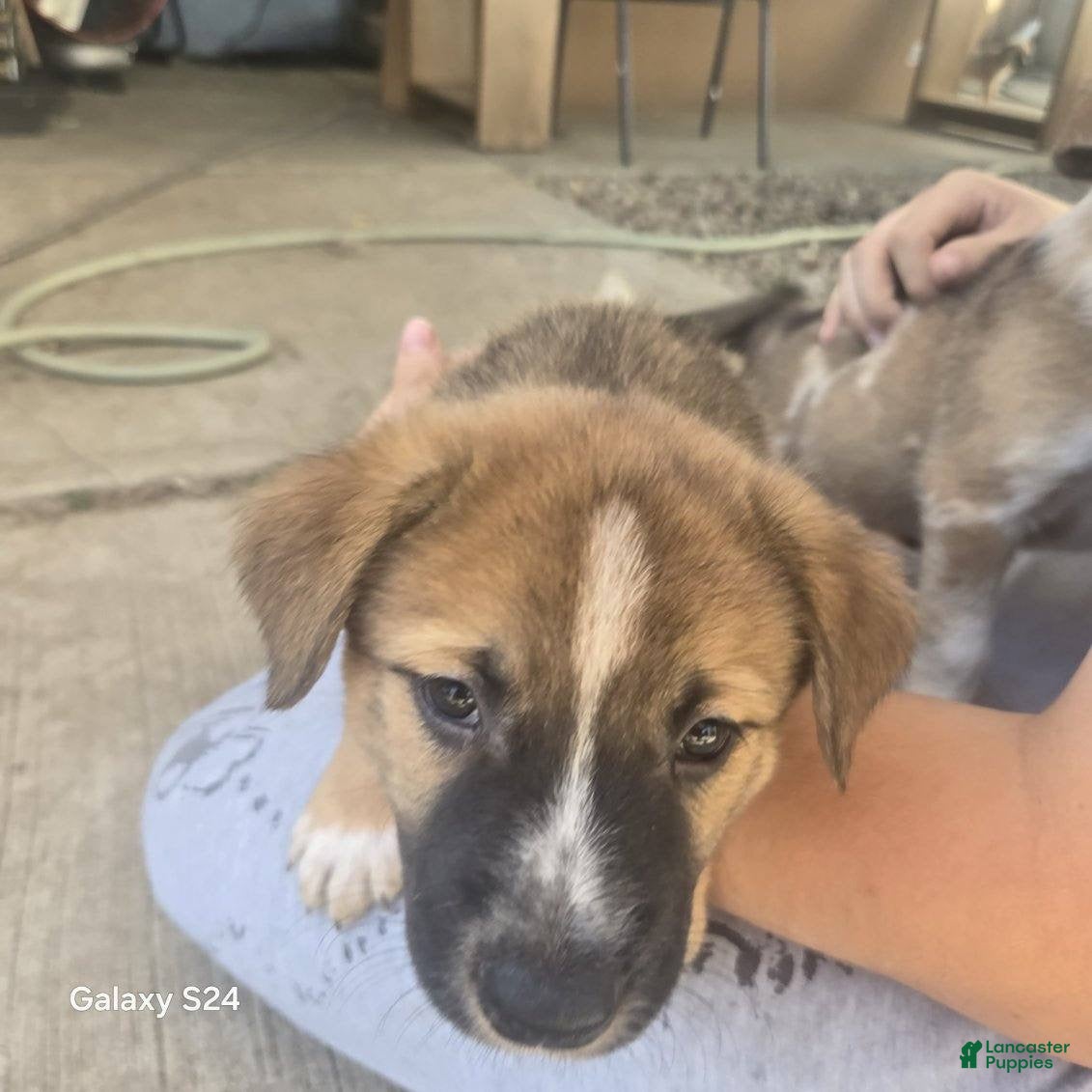 Mixed Breed dogs Mixed Breed 2 - Ad 14