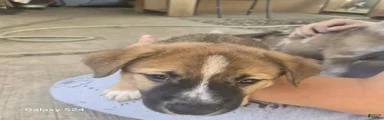 Mixed Breed 2