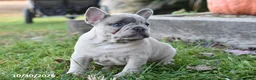 French Bulldog dogs for sale: Tripp - Ad 4