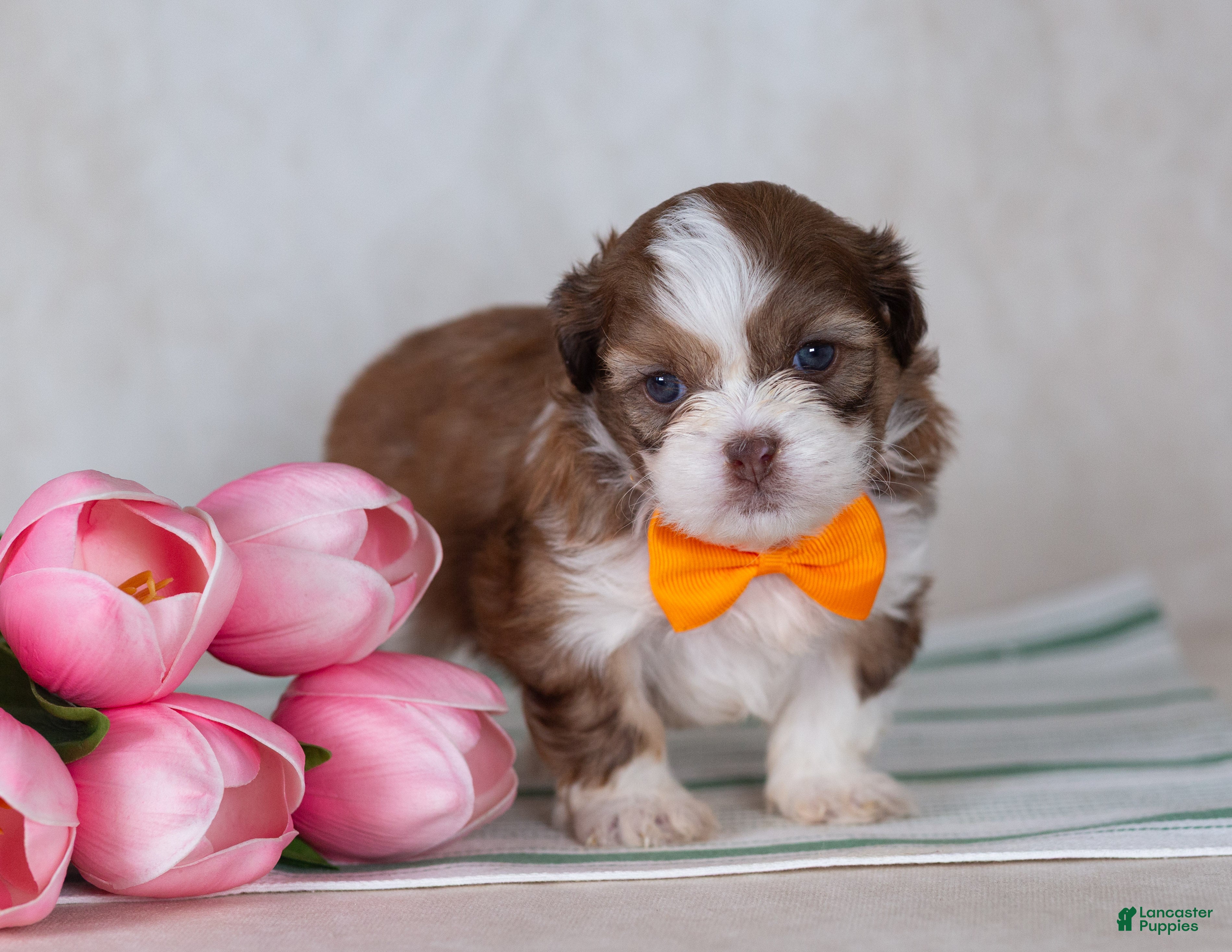 Teddy Bear dogs Denver - Ad 2