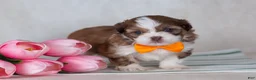 Mixed Breed dogs for sale: Denver - Ad 2