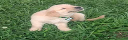Golden Retriever dogs for sale: Finn - Ad 4