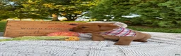 Labrador Retriever dogs for sale: Poppy - Ad 3