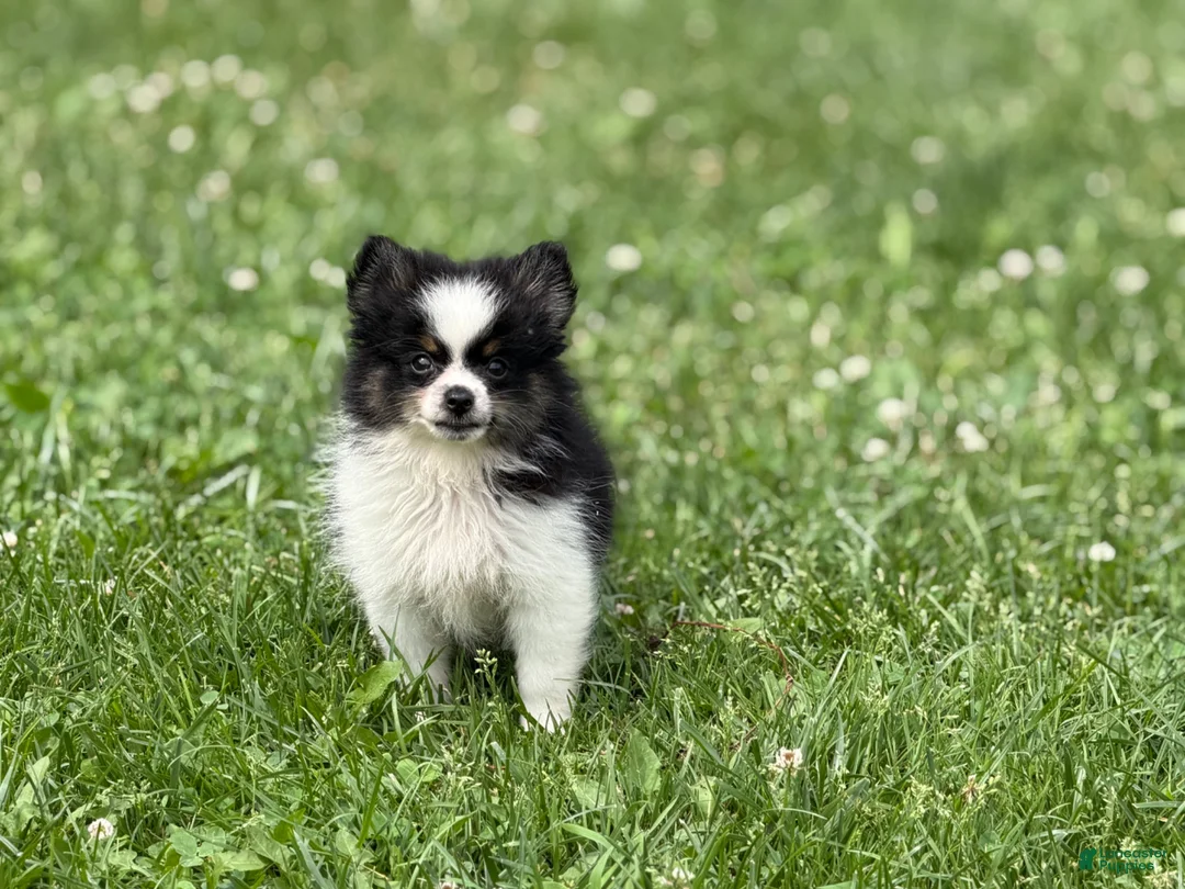 Pomeranian dogs for sale: ACA Macy  - Ad 1