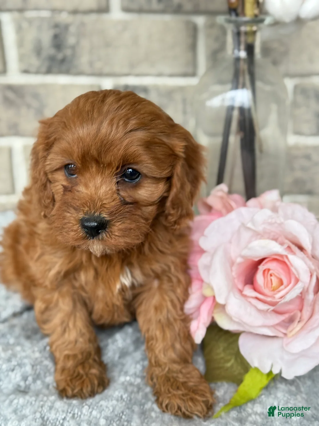 Cavapoo dogs for sale: Kiki - Ad 14