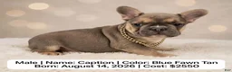 French Bulldog dogs for sale: Caption - Ad 1
