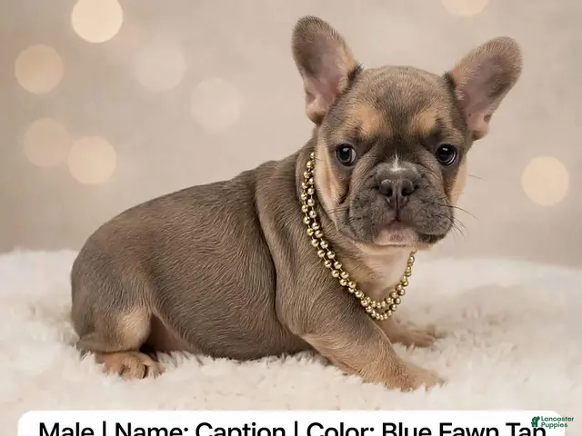 French Bulldog dogs for sale: Caption - Ad 10