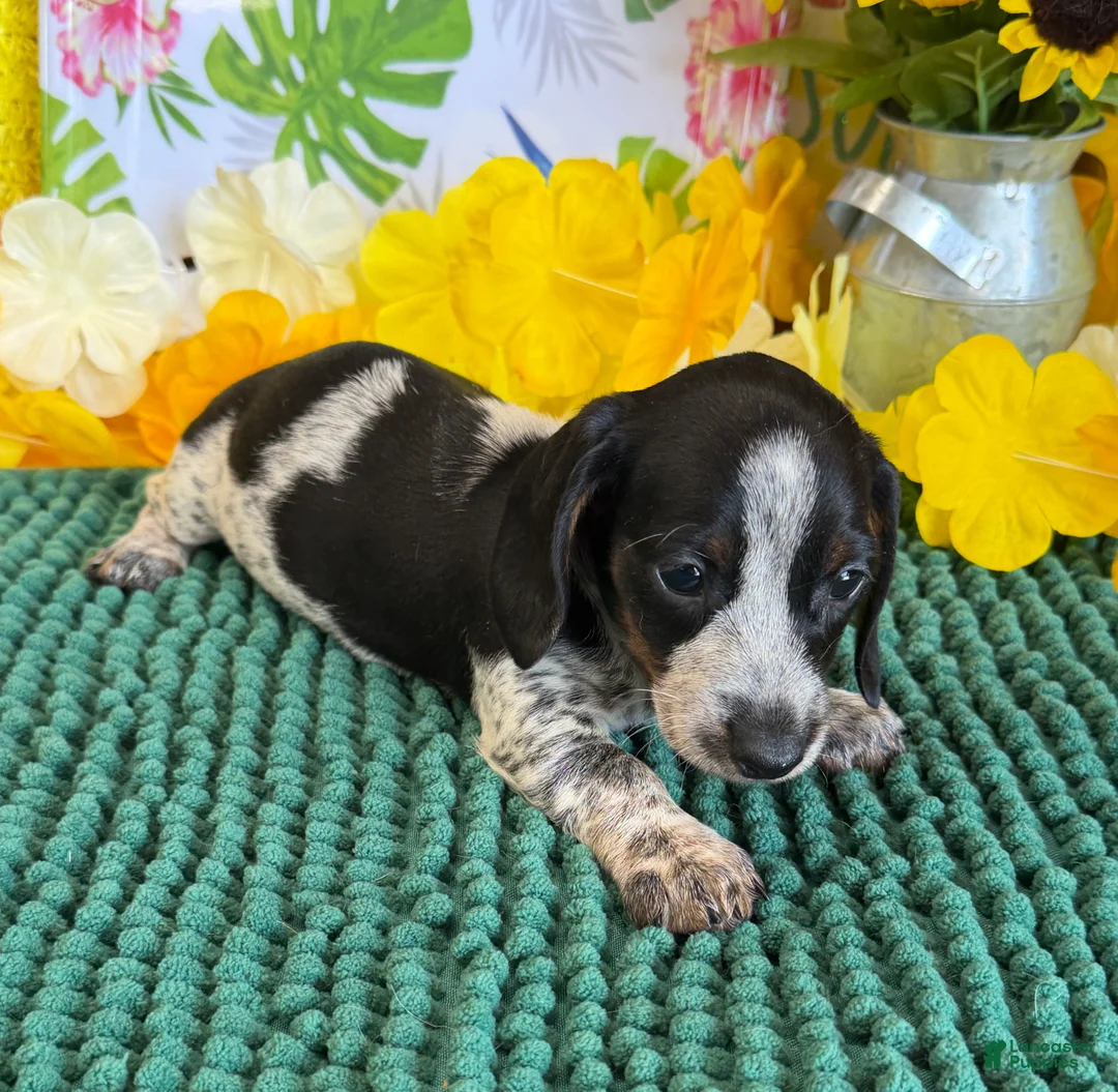 Miniature Dachshund dogs for sale: Rascal - Ad 2