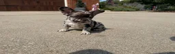 French Bulldog dogs for sale: Large Female Isabella Merle Puppy - Ad 3