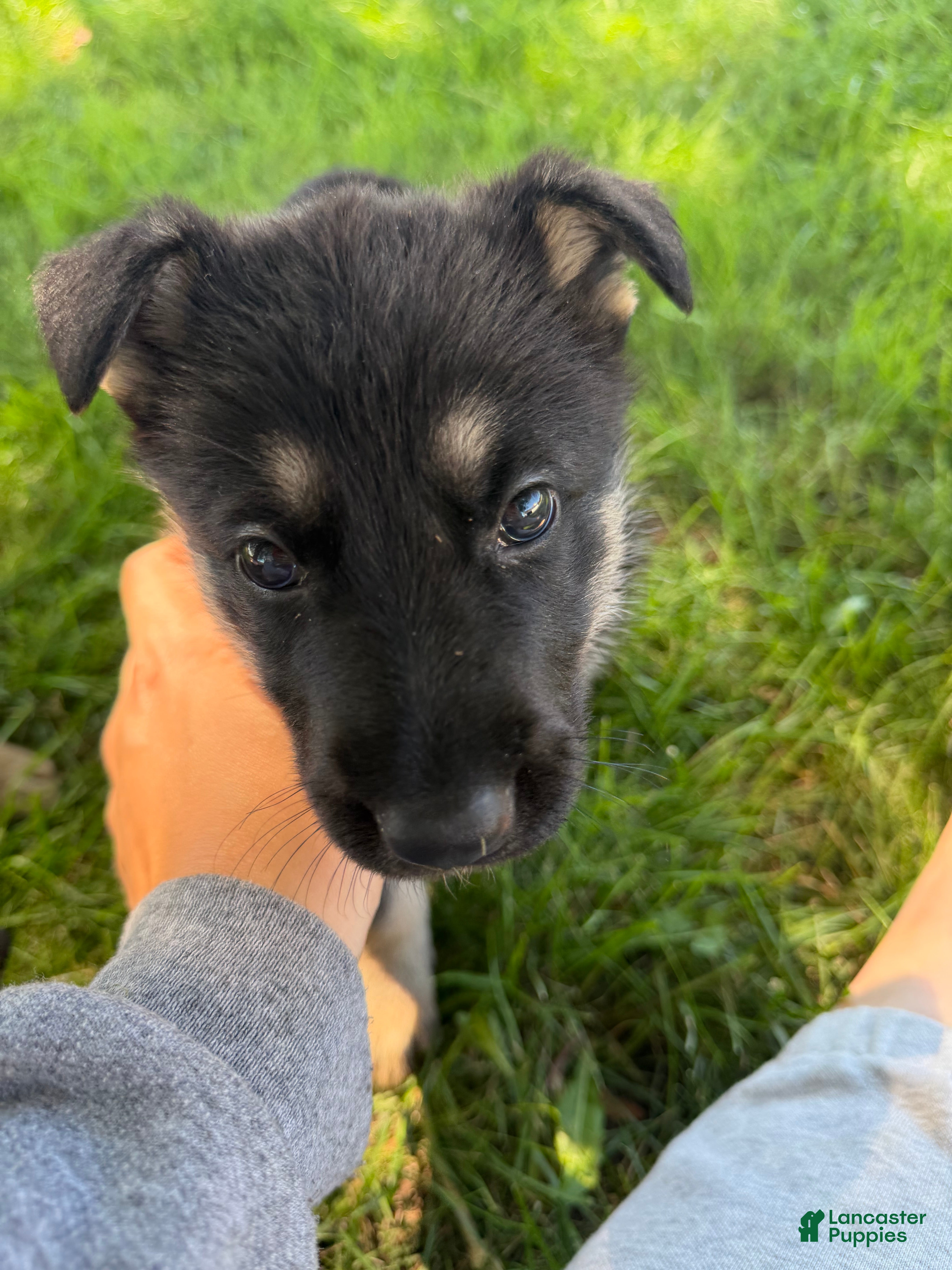 German Shepherd dogs Chibs - Ad 5