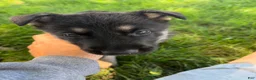 German Shepherd dogs for sale: Chibs - Ad 1