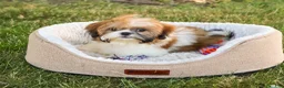 Shih Tzu dogs for sale: Flower  - Ad 7