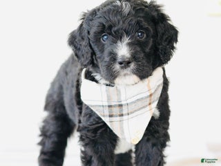 Bernedoodle dogs Fleece - Ad 33