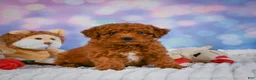 Mini Goldendoodle dogs for sale: Hazel - Ad 2