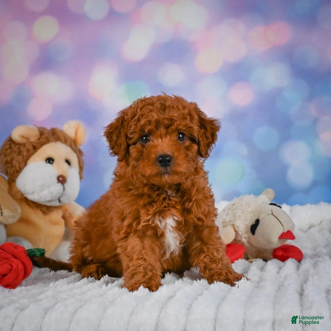 Mini Goldendoodle dogs for sale: Hazel - Ad 2